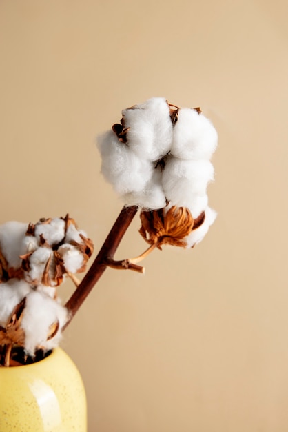 Free Photo cotton plants still life