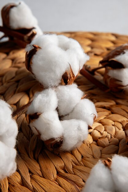 Cotton plants still life