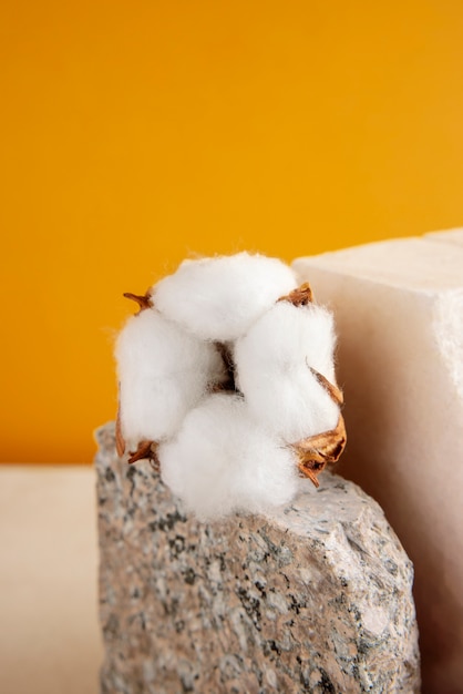 Cotton plants still life