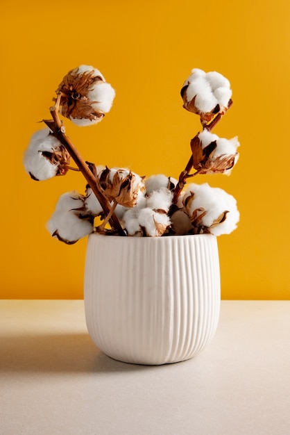 Cotton plants still life