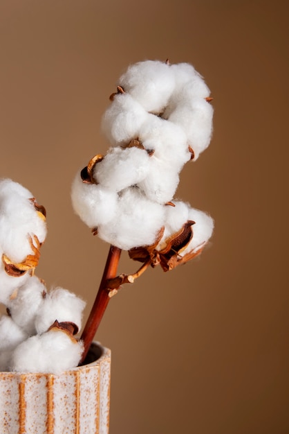 Free Photo cotton plants still life