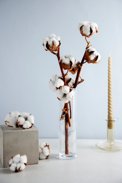 Cotton plants still life