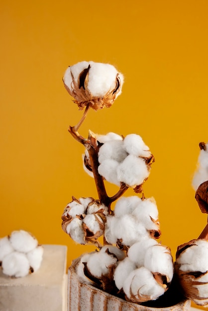 Free Photo cotton plants still life