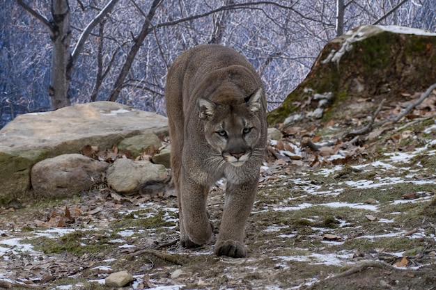 Free photo cougar walking while looking at the camera