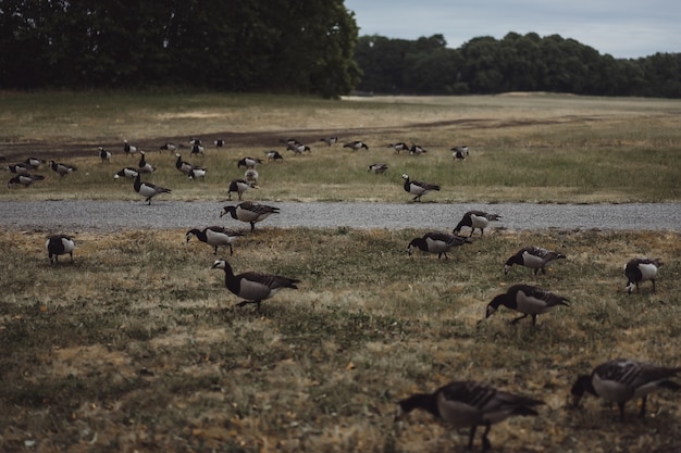 country landscape, geese cross the road