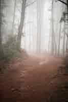 Free photo country road in forest with fog