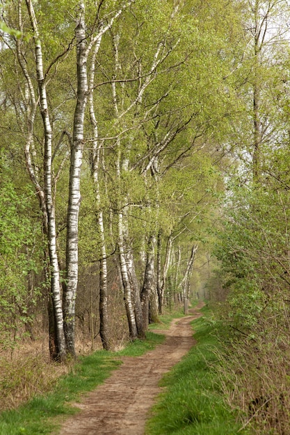 Free photo country road with birches in the netherlands