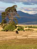 Free photo countryside, animal grazing