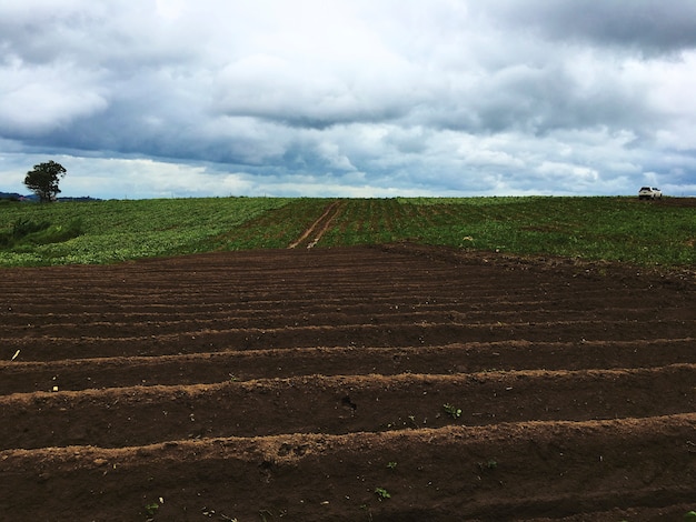 Countryside Cloud Agriculture Organic Concept