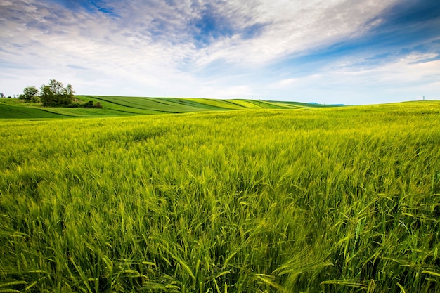 Countryside field, sunny day in the countryside