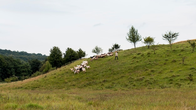 Free photo countryside field with goats