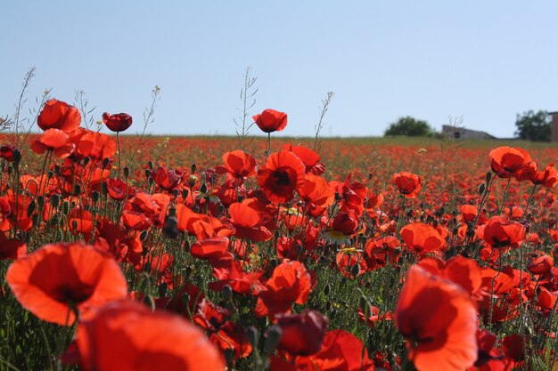 Countryside landscape with red poppies