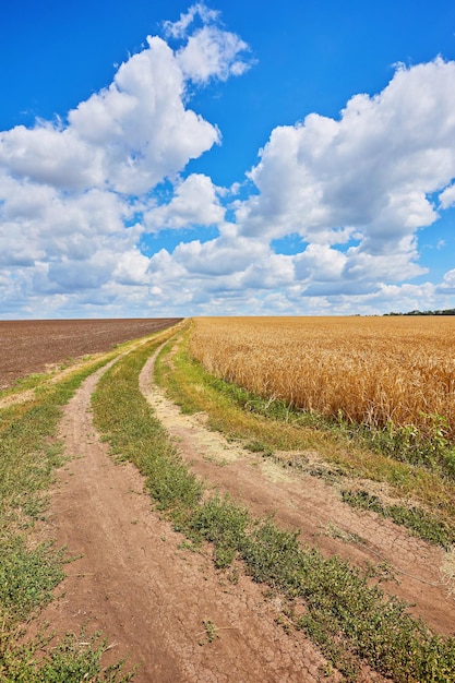 Countryside road through fields with wheat