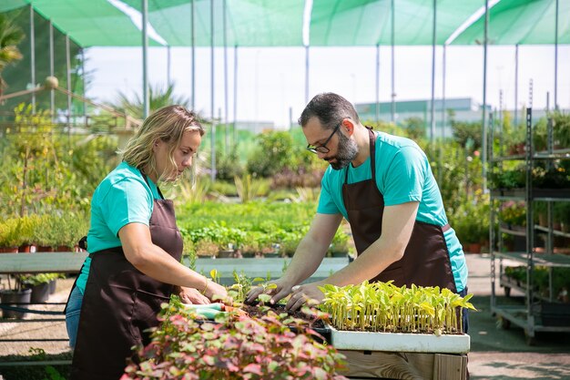 Couple of professional gardeners planting sprouts in container with soil in greenhouse. Side view. Gardening job, cultivation or teamwork concept.