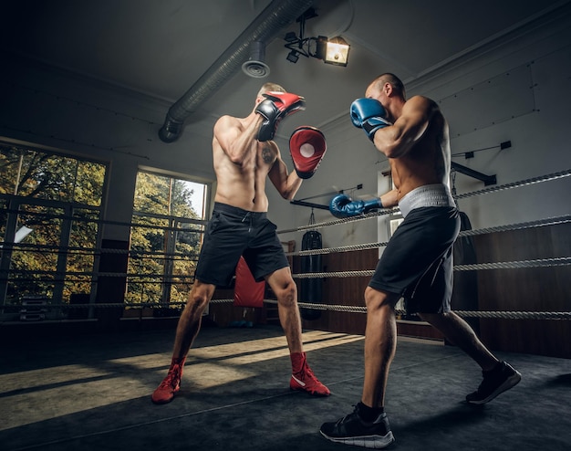 Free photo couple of young boxers has a competition on the ring at fighting studio.