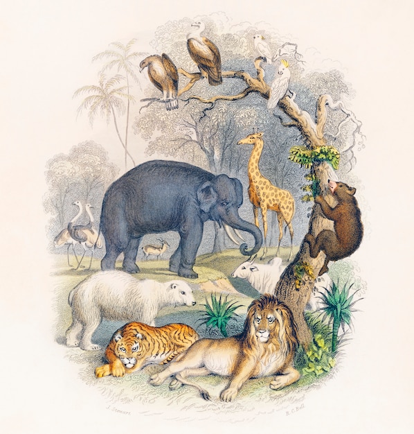 Free Photo cover of a history of the earth and animated nature (1820) by oliver goldsmith 