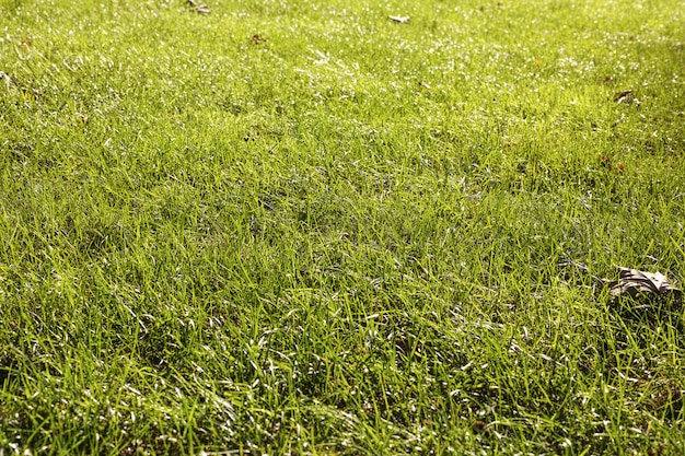 Free photo covered ground of lawn