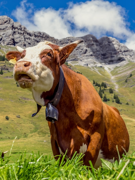 Cow in the French Alps near the Mont Blanc