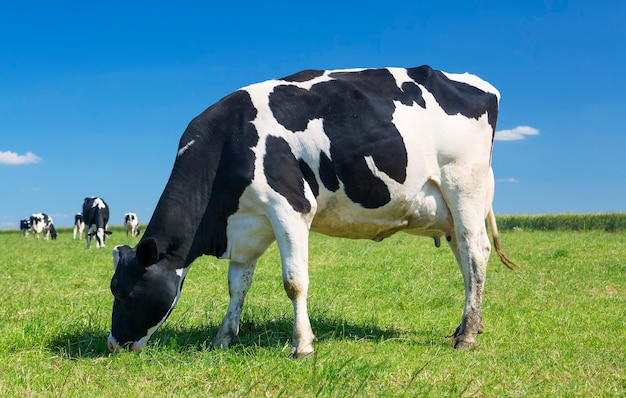 Free Photo cow grazing on a green meadow