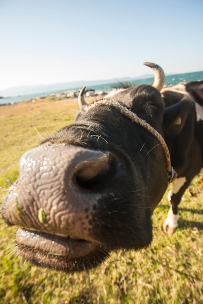 Free Photo cow looking at the camera