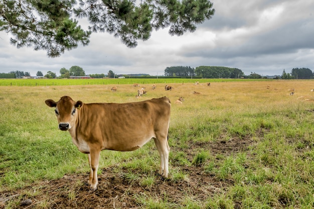 Free photo cow standing in the middle of a green meadow with other cows lying down in the distance