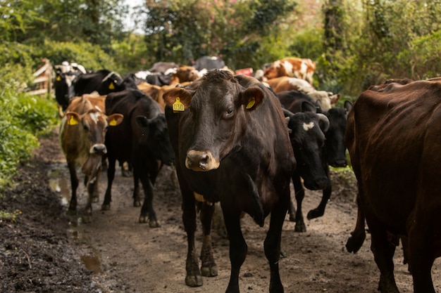 Cows grazing around farm