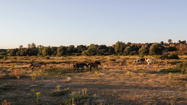 Free photo cows grazing in the sunny field in the countryside