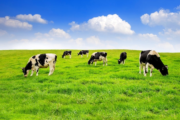 Cows on a green field