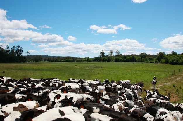 Free Photo cows on a meadow