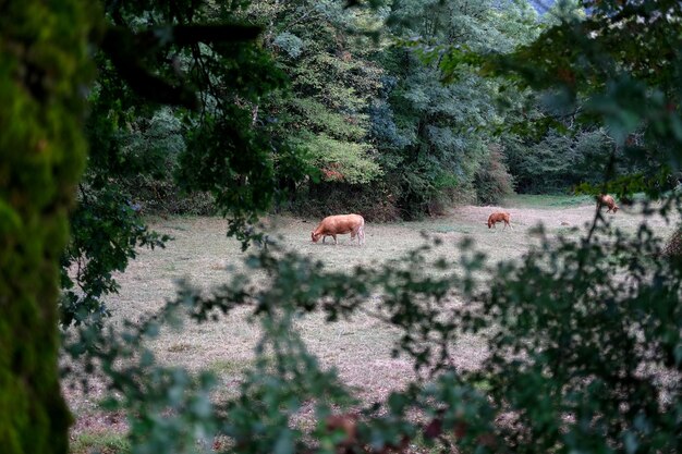 cows wandering around in the forest