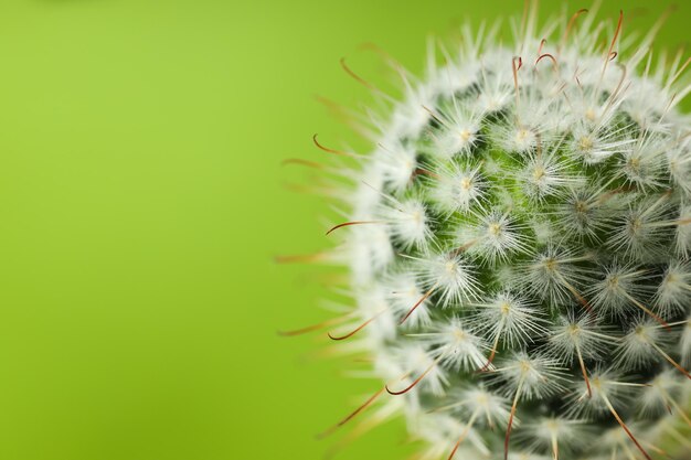 Cozy hobby growing house or indoor plants cactus