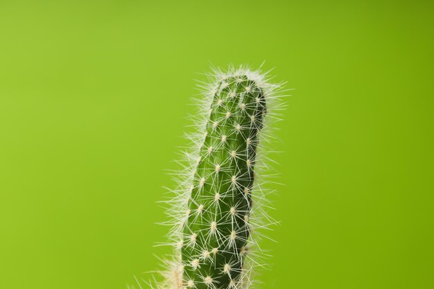 Cozy hobby growing house or indoor plants cactus