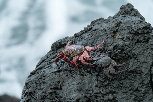 Free photo crabs on the wet black stone by the sea