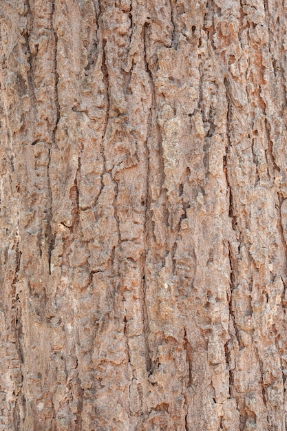 Free photo cracked bark of a tree