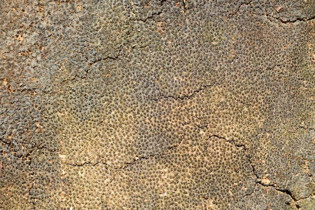 Free Photo cracked soil texture