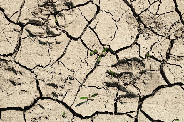 Cracks in the ground and footprints from animals on the dried ground top view or background idea graphic design with the concept of drought and death Ecology and wellbeing of ecosystems