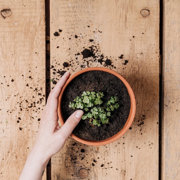 Creative flat lay gardening concept