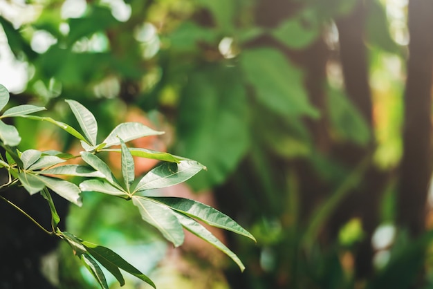 Creative Lush Green Leaves Pattern Nature Texture Background