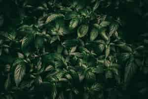 Free photo creative lush green leaves pattern nature texture background