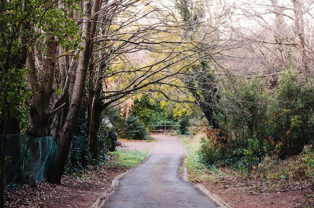 Free Photo creepy forest road