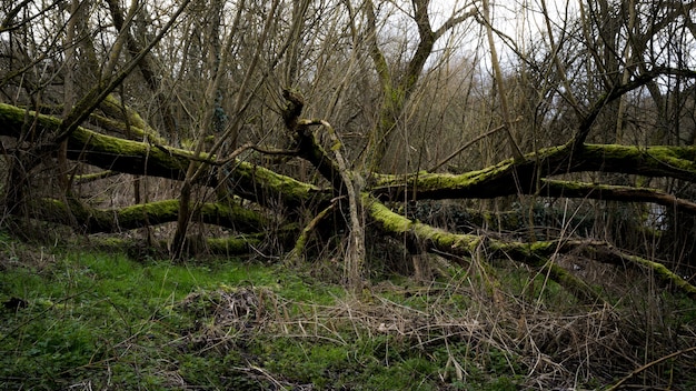 Free photo creepy scenery in a forest with dry tree branches covered with moss