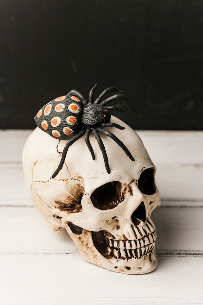 Free Photo creepy toy spider on human skull