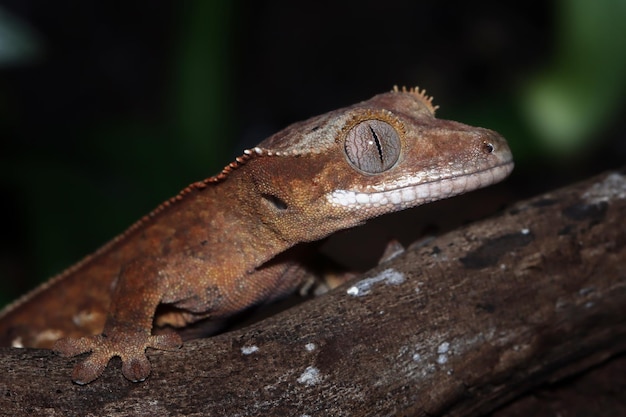 Free photo crested gecko closeup on wood animal closeup crested gecko on leaves