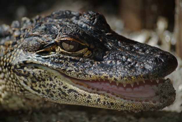 Free Photo crocodile head looking aggressively