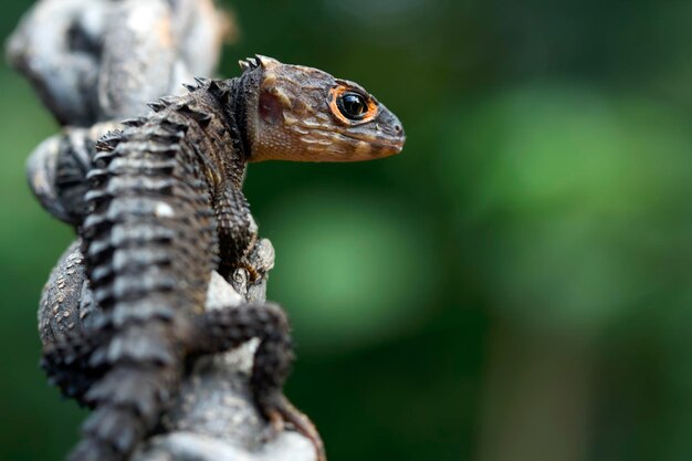 Crocodile skink closeup head from side view