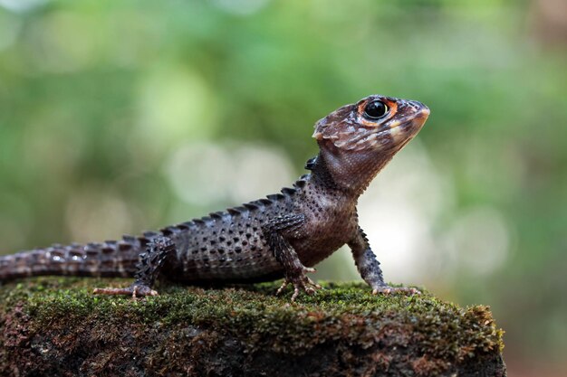 Crocodile skink sunbathing on moss crocodile skink closeup