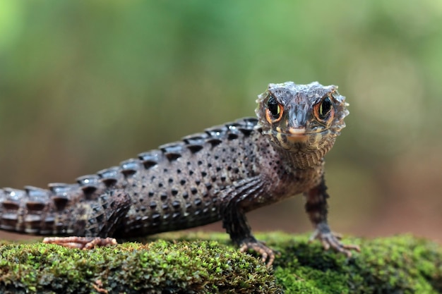 Free Photo crocodile skink sunbathing on moss crocodile skink closeup