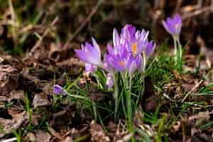 Free photo crocuses between leaves