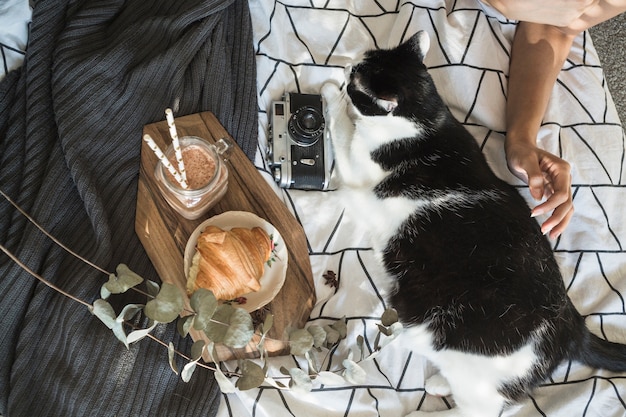 Free Photo crop hand stroking cat near camera and breakfast food