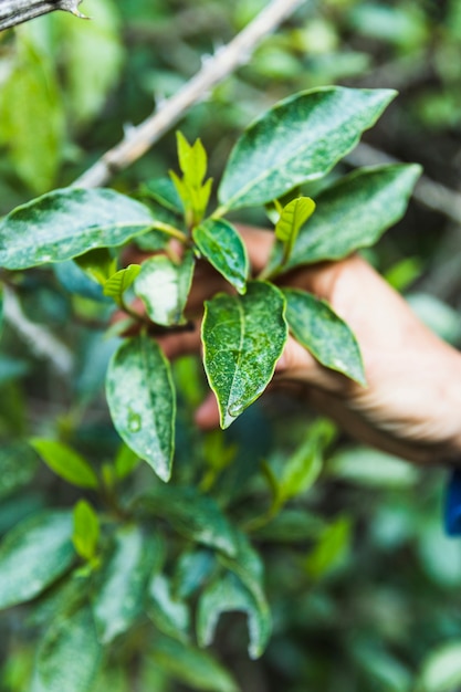 Free photo crop hand touching bush branch